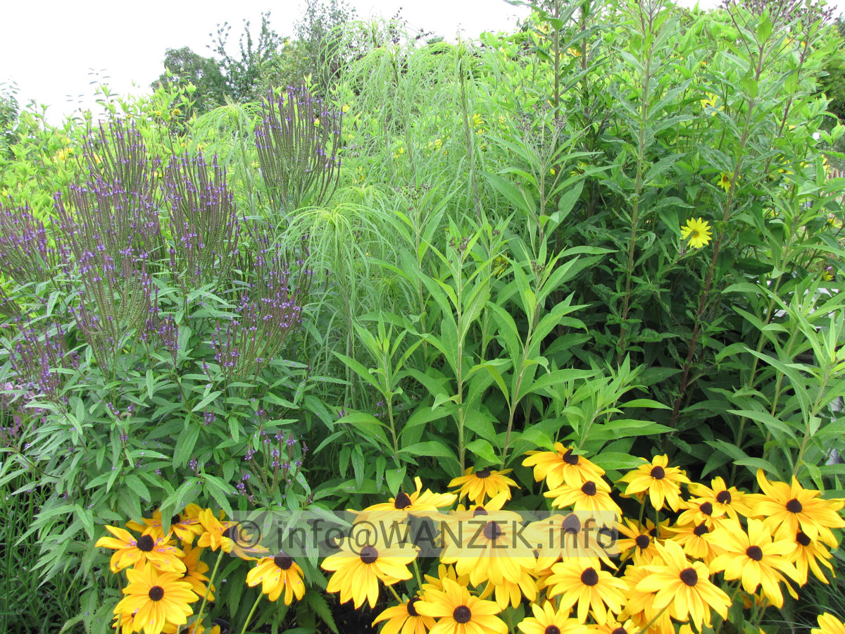 Verbena hastata + Rudbeckia hirta.JPG